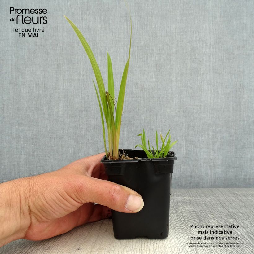 Crocosmia crocosmiflora Emily McKenzie Vasetto da 7/8 cm esemplare consegnato in primavera