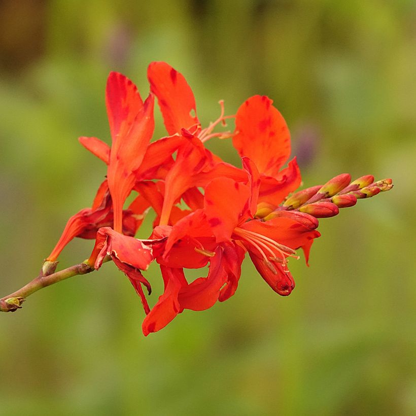 Crocosmia Hellfire (Fioritura)