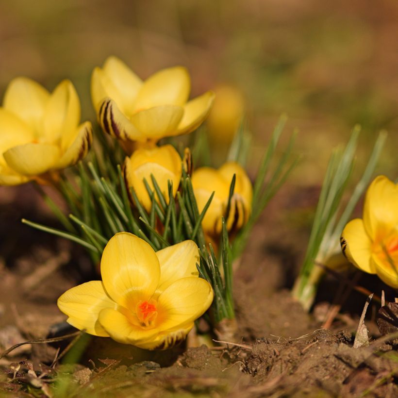 Crocus chrysanthus Gipsy Girl (Fioritura)