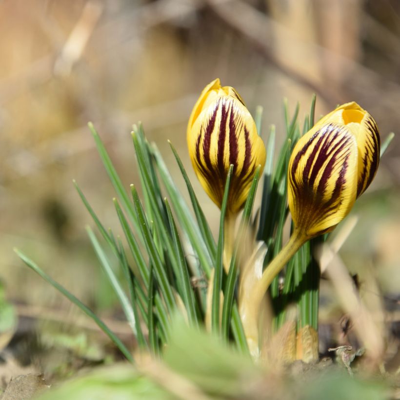 Crocus chrysanthus Gipsy Girl (Porto)