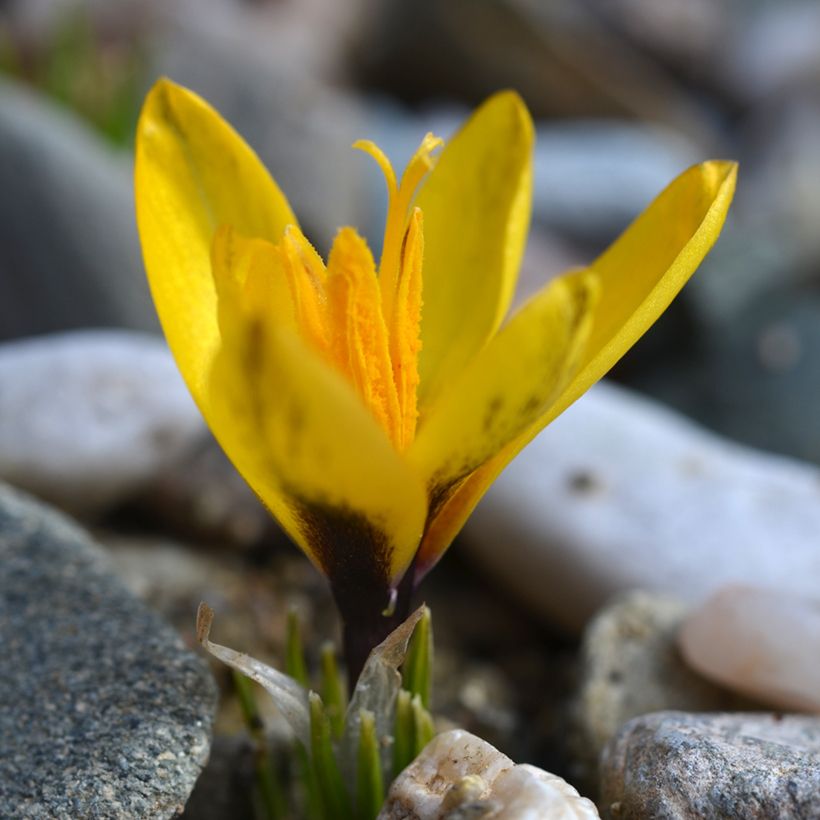Crocus korolkowii (Porto)