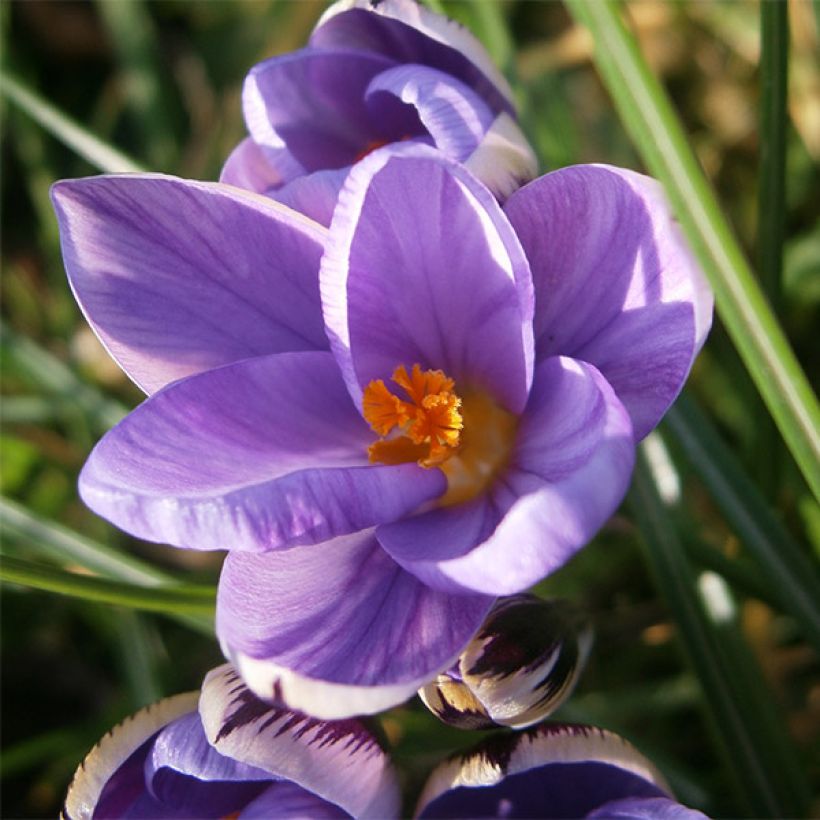 Crocus minimus - Zafferano minore (Fioritura)