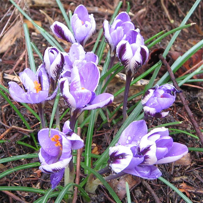 Crocus minimus - Zafferano minore (Porto)