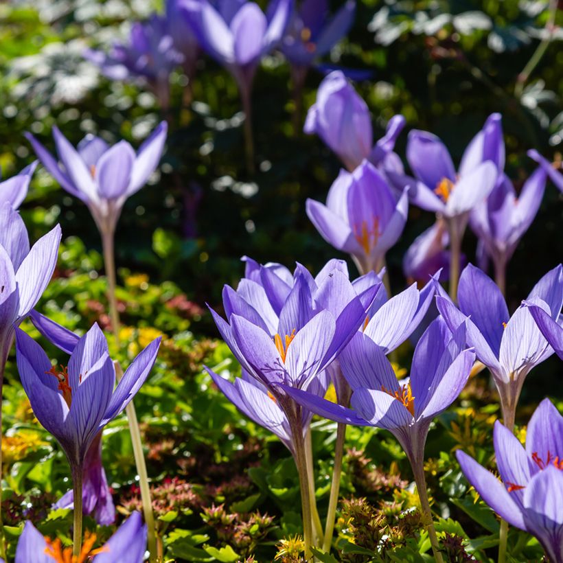 Crocus speciosus Artabir - Croco d'autunno (Porto)