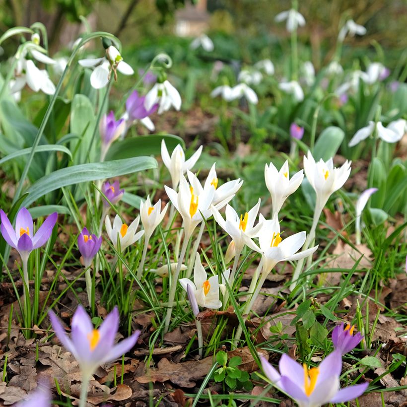 Crocus tommasinianus Albus (Porto)