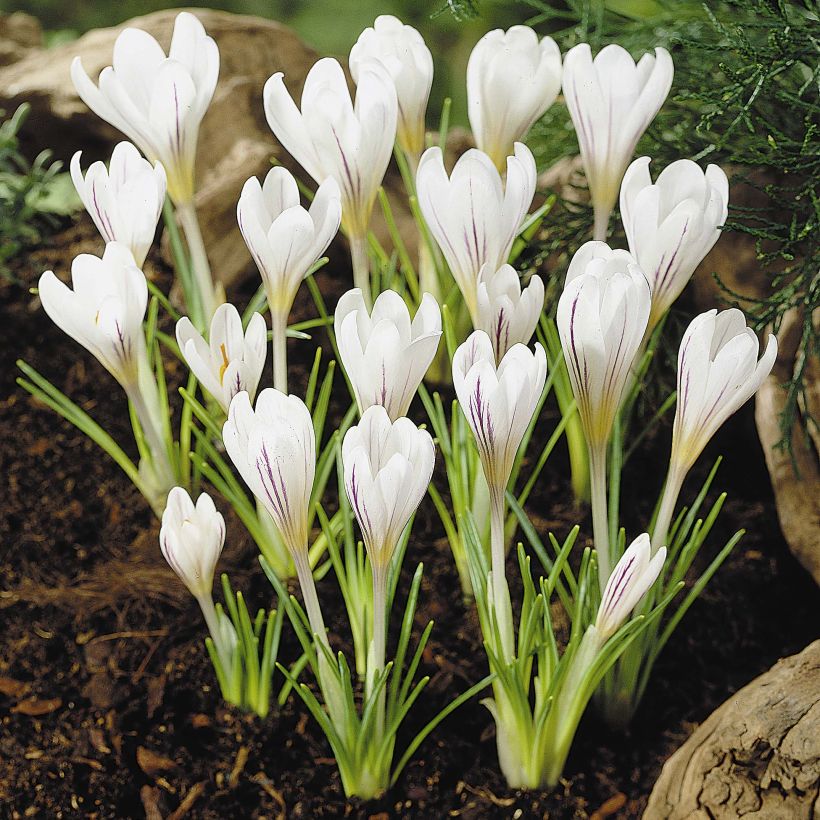 Crocus versicolor Picturatus (Fioritura)