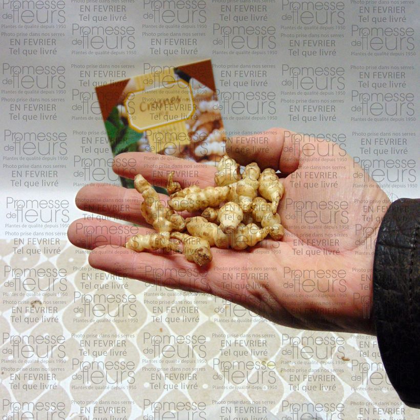 Esempio di esemplare Stachys affinis - Tuberina Confezione come consegnato