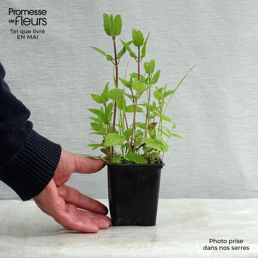 Example of Stachys affinis Bio (in vasetto) - Tuberina Vasetto da 8/9 cm as you get in printemps