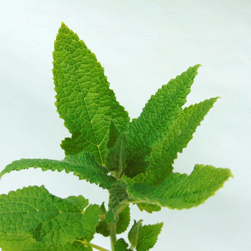 Stachys affinis Bio (in vasetto) - Tuberina (Foliage)