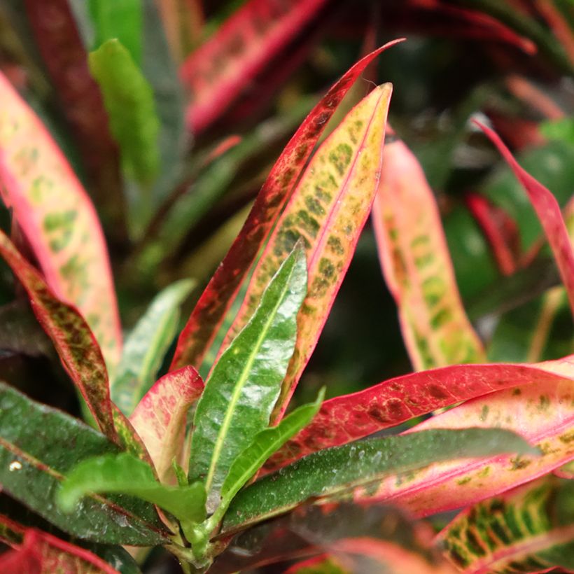 Codiaeum variegatum Excurrens - Croton (Fogliame)