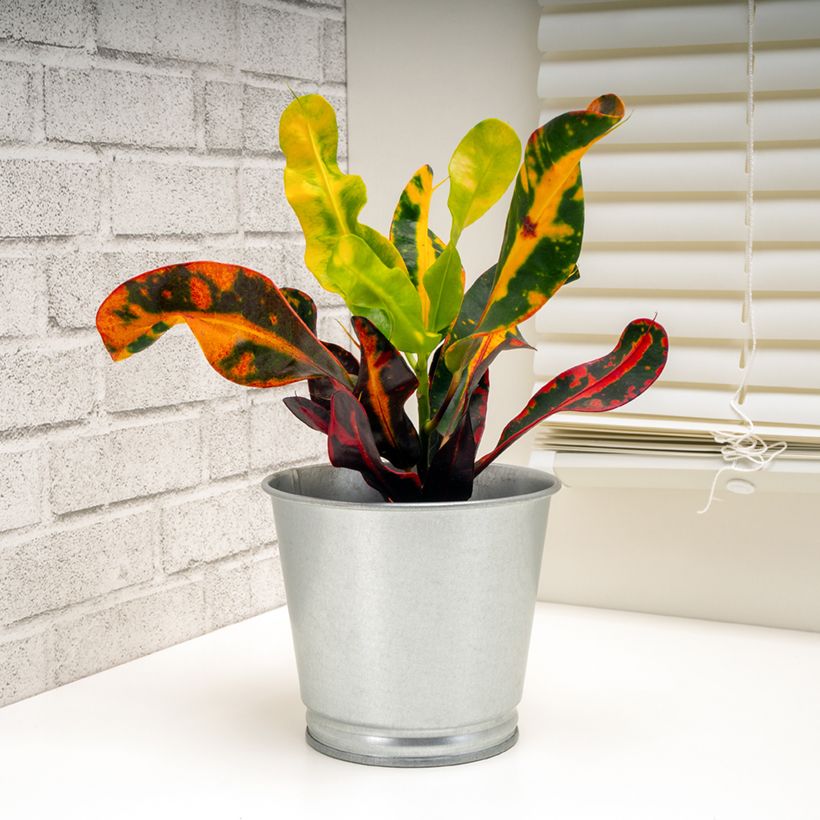Codiaeum Mammie - Croton (Plant habit)