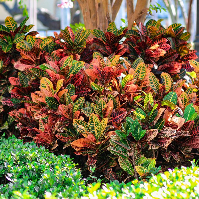 Codiaeum Petra - Croton (Plant habit)