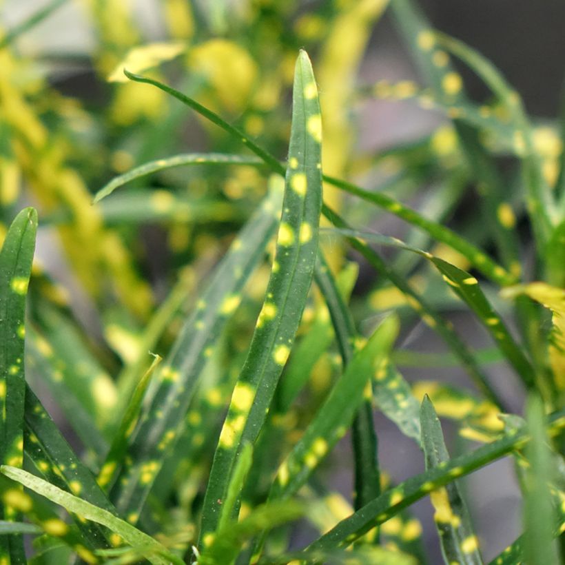 Codiaeum Pictum - Croton (Fogliame)