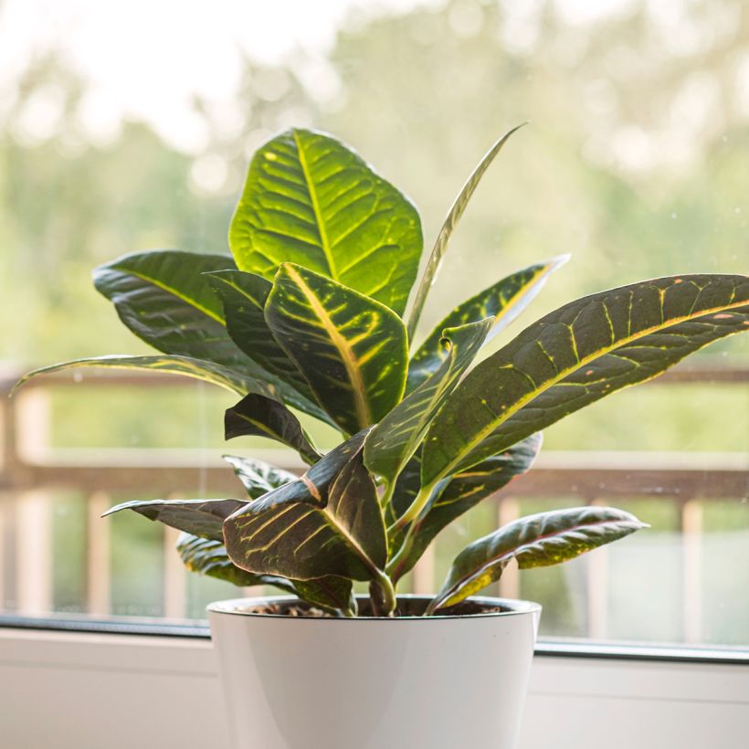 Codiaeum Moar Yellow - Croton (Plant habit)