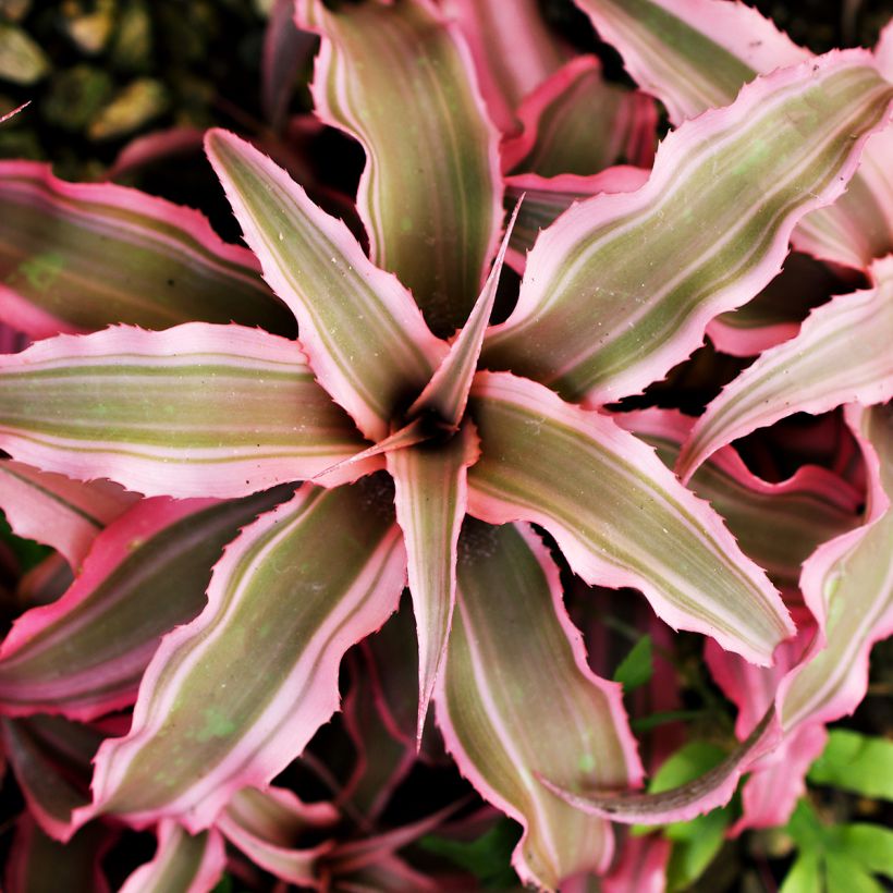 Cryptanthus Pink Star (Foliage)