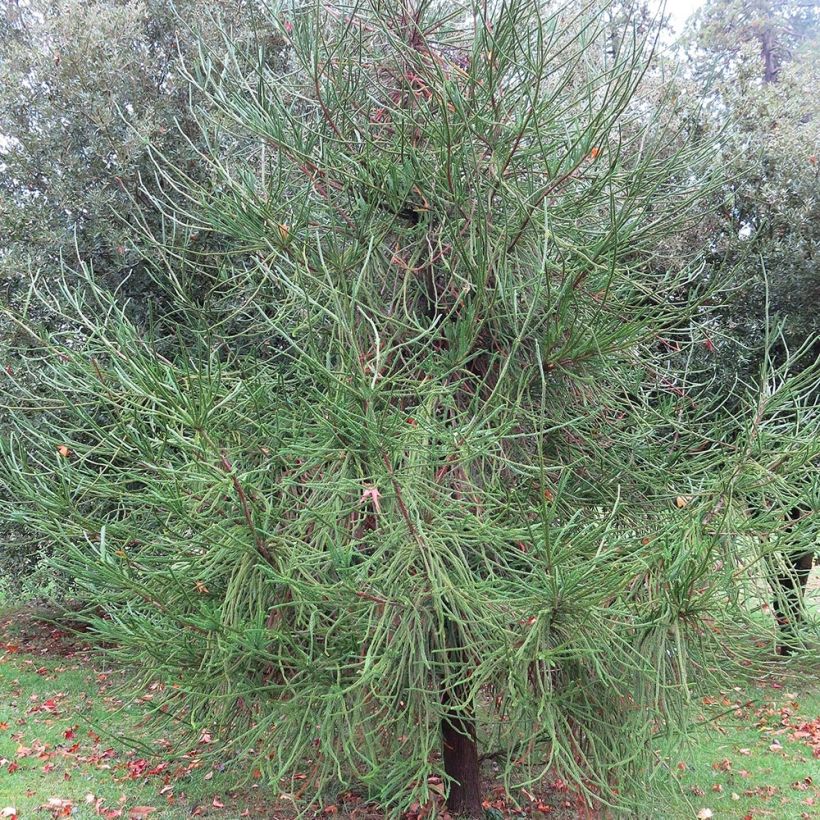 Cryptomeria japonica Araucarioides - Cedro del Giappone (Plant habit)