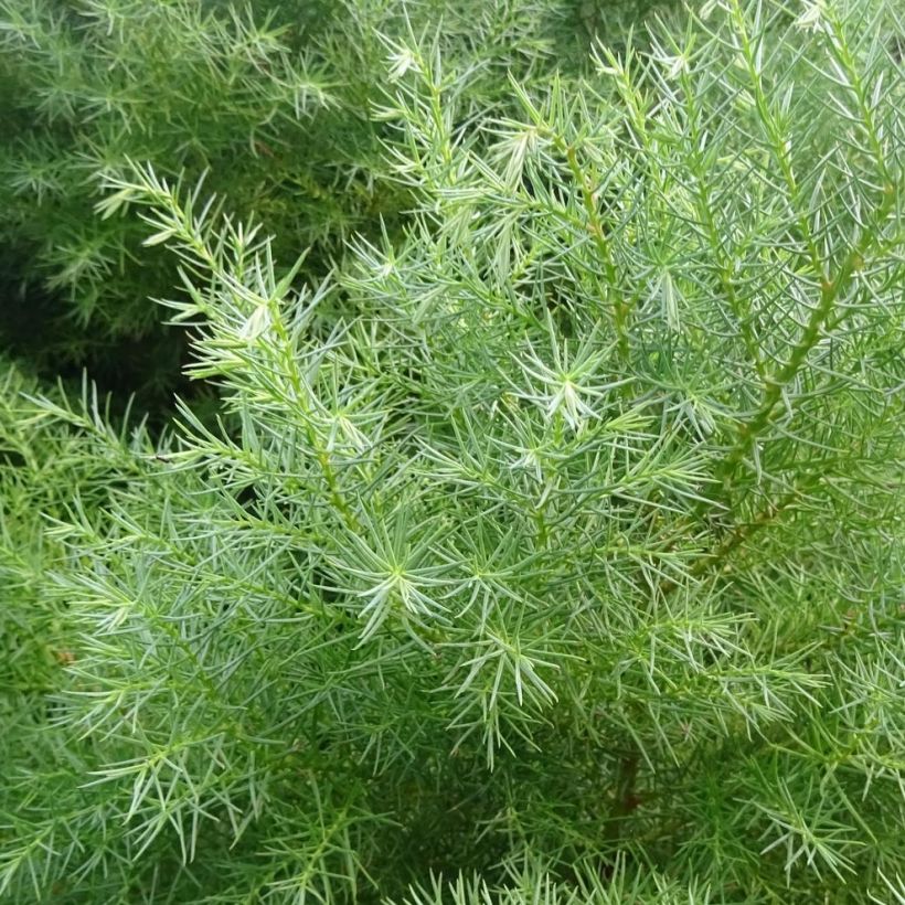 Cryptomeria japonica Elegans - Cedro del Giappone (Foliage)