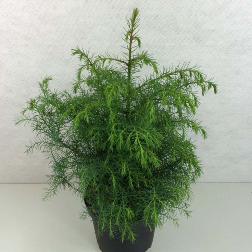 Cryptomeria japonica Elegans Viridis - Cedro del Giappone (Fogliame)