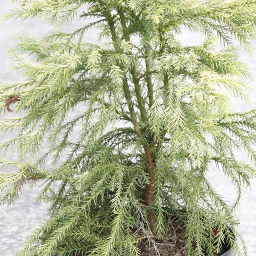 Cryptomeria japonica Sekkan Sugi - Cedro del Giappone (Foliage)
