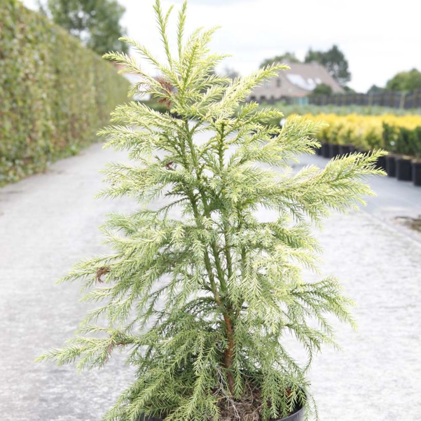 Cryptomeria japonica Sekkan Sugi - Cedro del Giappone (Plant habit)