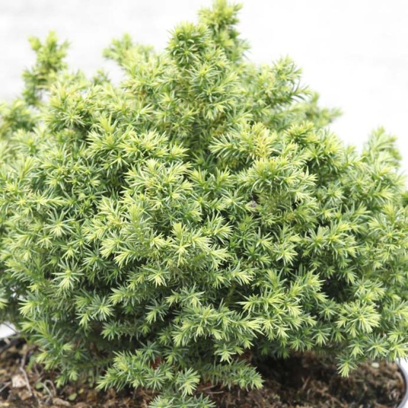 Cryptomeria japonica Vilmoriniana - Cedro del Giappone (Foliage)