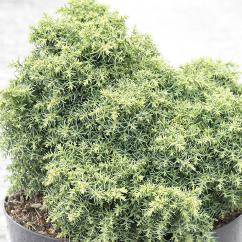 Cryptomeria japonica Yokohama - Cedro del Giappone (Foliage)