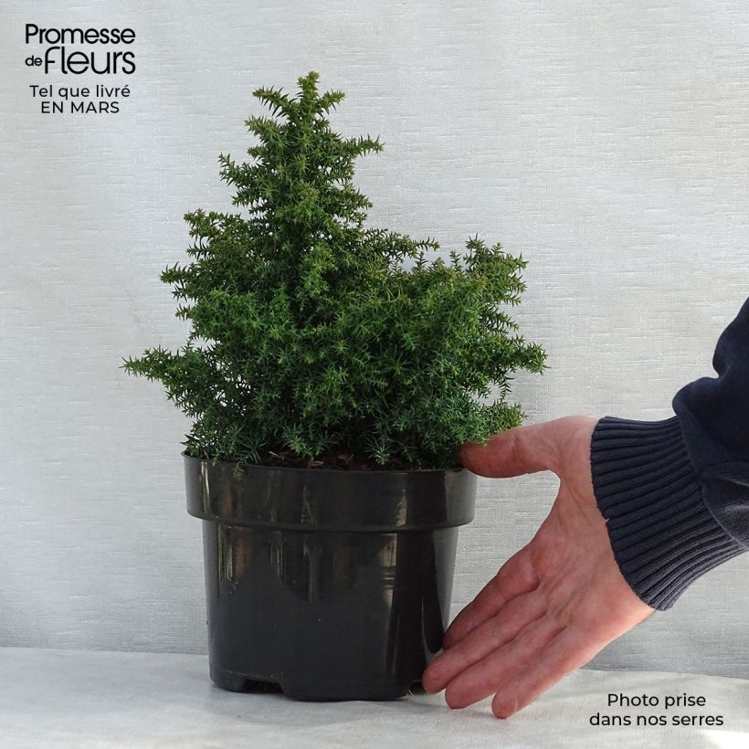 Example of Cryptomeria japonica Yokohama - Cedro del Giappone Vaso da 2L/3L as you get in printemps