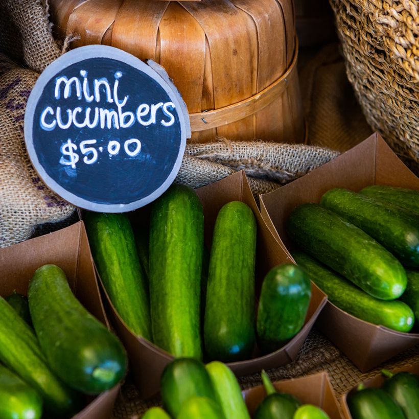 Cetriolo Rocky F1 (Harvest)