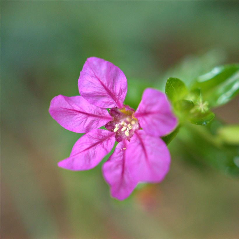 Cuphea hyssopifolia Purple (Flowering)