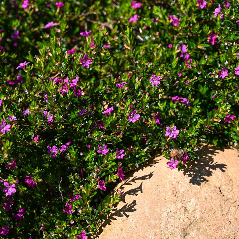 Cuphea hyssopifolia Purple (Plant habit)