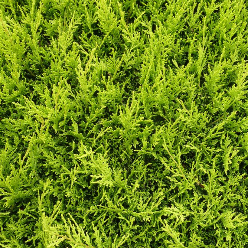 Cupressocyparis leylandii Castlewellan Gold - Cipresso di Leyland (Fogliame)