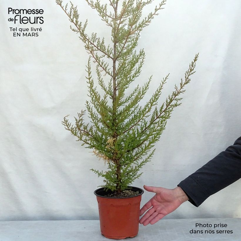 Example of Cupressus macrocarpa Vaso da 2L/3L as you get in printemps