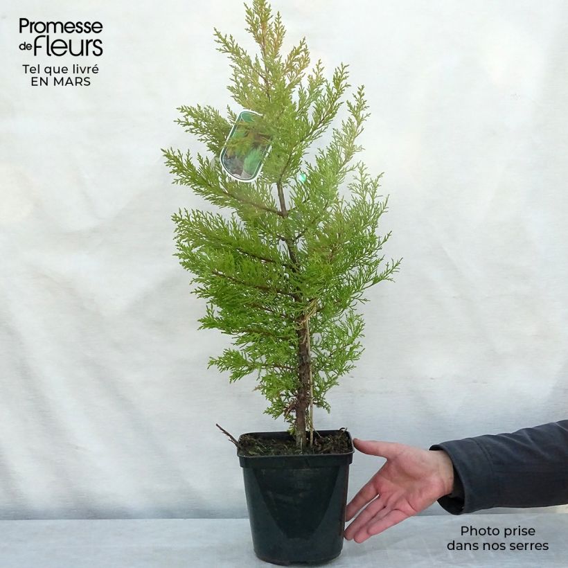 Example of Cupressus macrocarpa Goldcrest Vaso da 4L/5L as you get in printemps