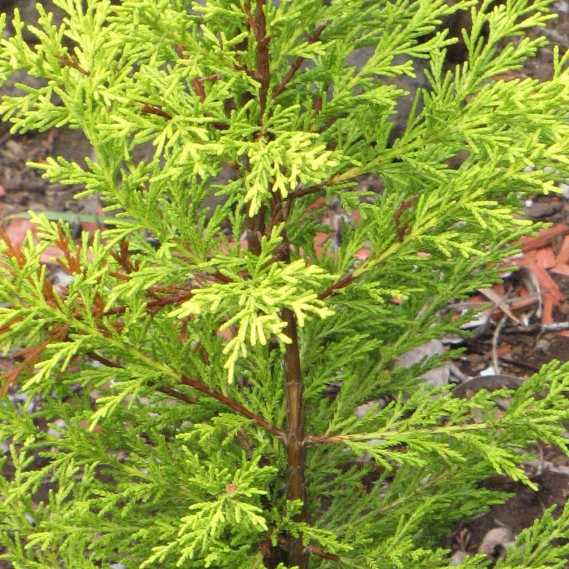 Cupressus macrocarpa Wilma (Fogliame)