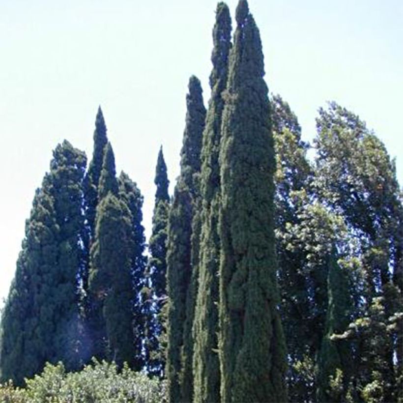 Cupressus sempervirens var. stricta Pyramidalis - Cipresso comune (Plant habit)