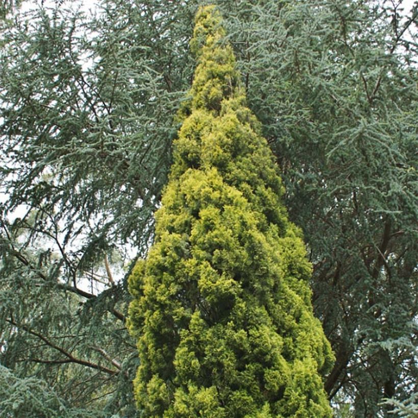Cupressus sempervirens Swane's Gold - Cipresso comune (Plant habit)