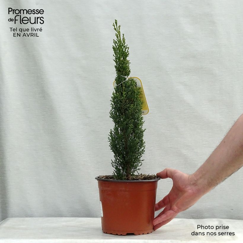 Example of Cupressus sempervirens var. stricta Totem - Cipresso comune Vaso da 2L/3L as you get in printemps