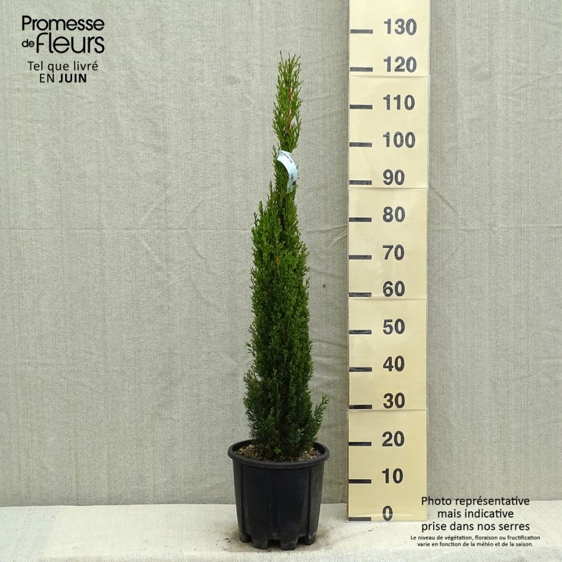 Example of Cupressus sempervirens var. stricta Totem - Cipresso comune Vaso da 7,5L/10L as you get in printemps