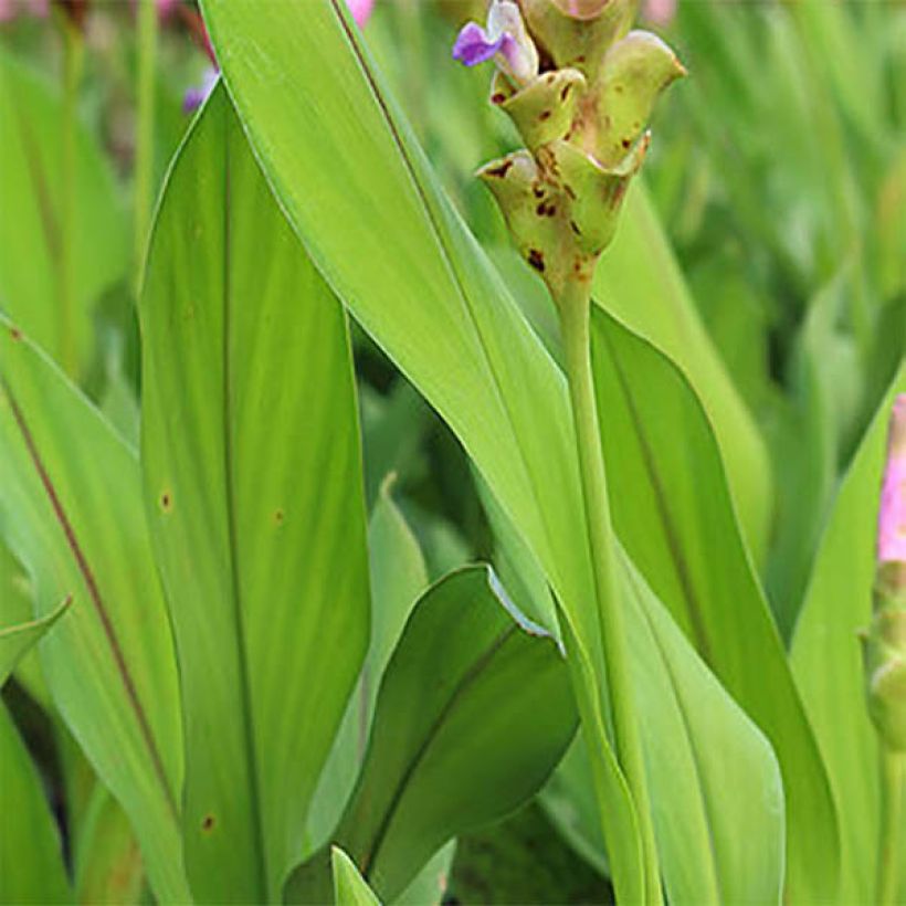 Curcuma alismatifolia Pink (Foliage)