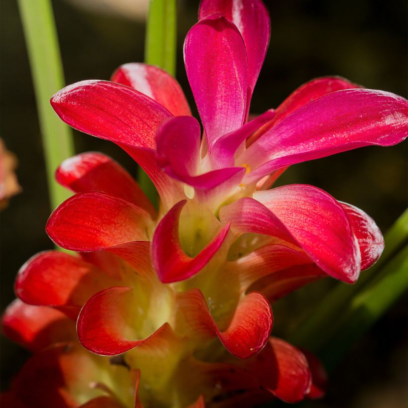 Curcuma alismatifolia Red (Flowering)