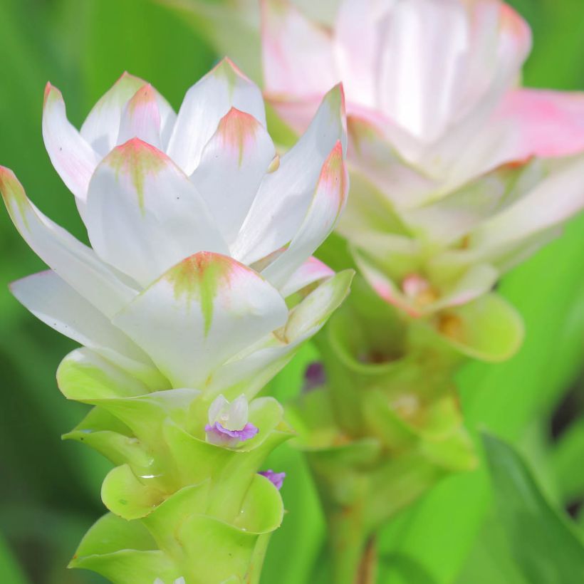 Curcuma alismatifolia White (Flowering)