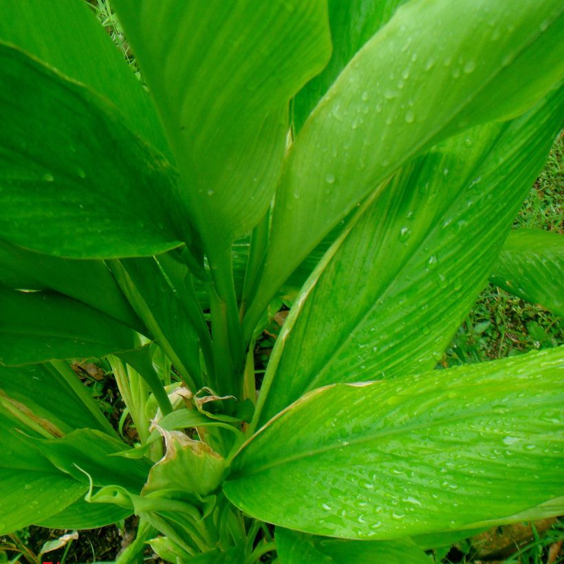 Curcuma longa - Curcuma (Fogliame)