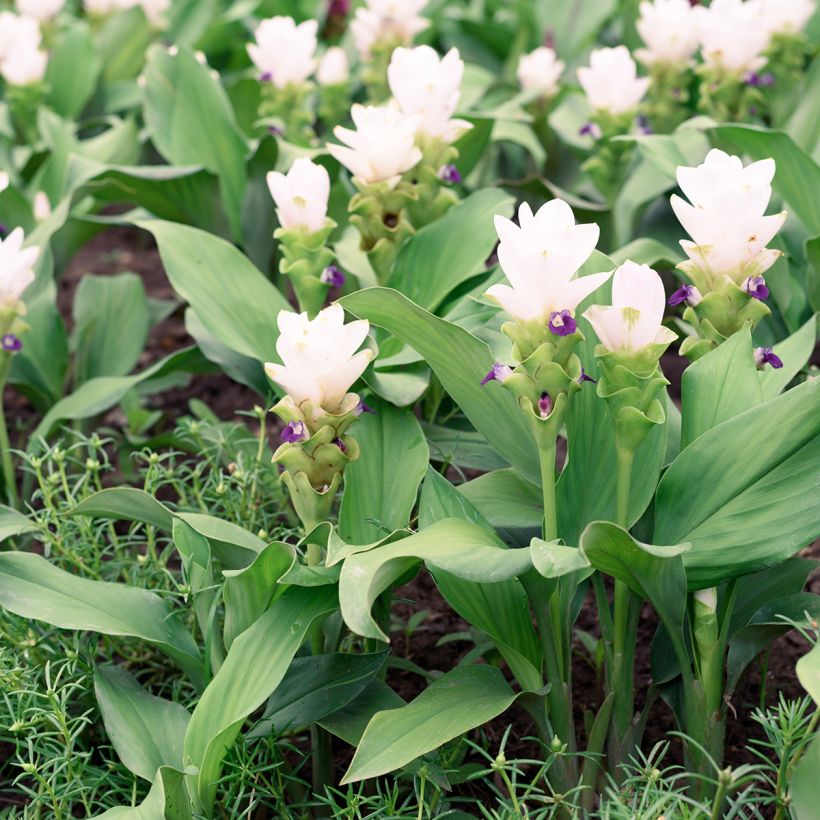 Curcuma alismatifolia White (Plant habit)