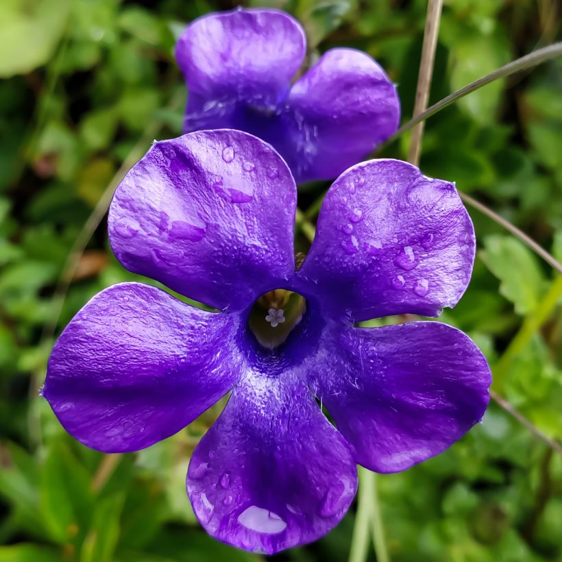 Cyananthus lobatus Giant Form (Fioritura)
