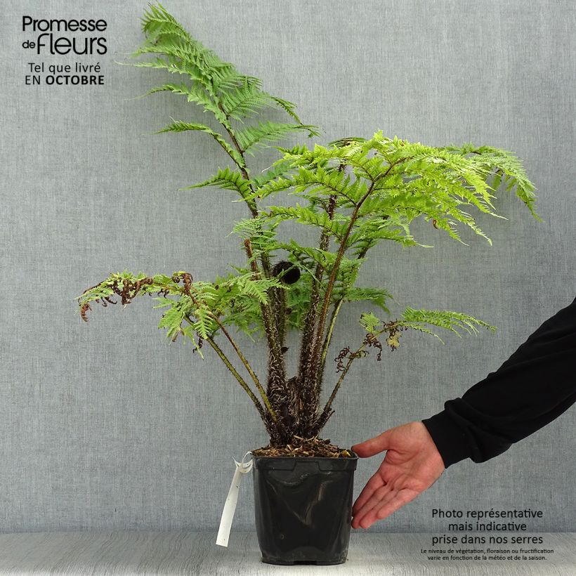 Esemplare di Cyathea cooperi - Felce arborea Vaso da 2L/3L come consegnato in autunno