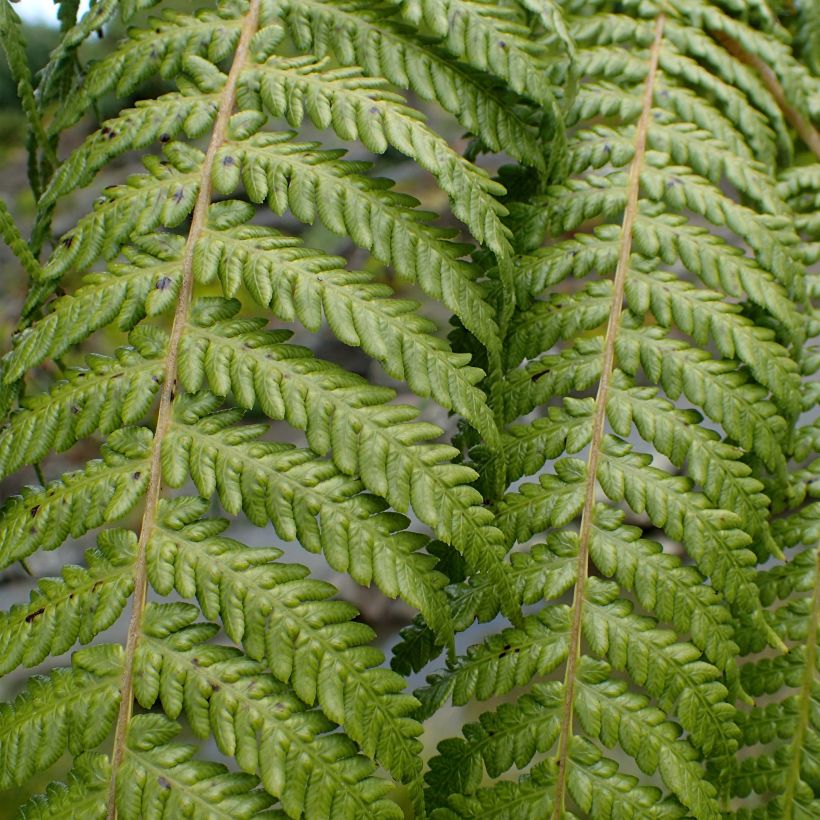 Cyathea medullaris - Felce nera (Foliage)