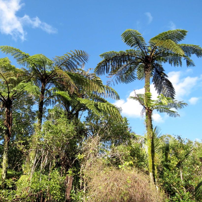 Cyathea medullaris - Felce nera (Plant habit)