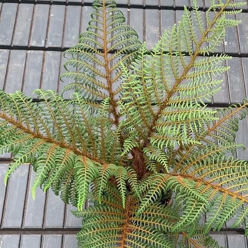 Cyathea tomentosissima - Fougère arborescente (Fogliame)