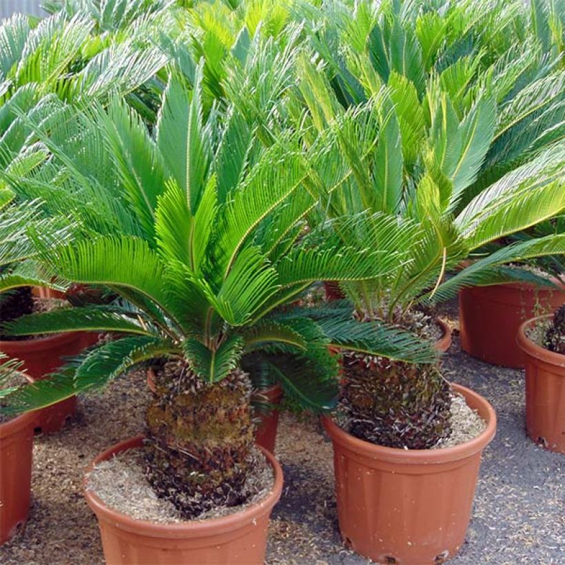 Cycas revoluta - Cycas del Giappone (Plant habit)