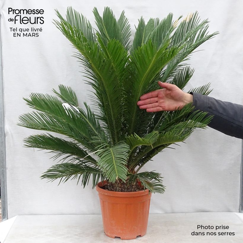 Example of Cycas revoluta - Cycas del Giappone Vaso da 4L/5L as you get in printemps